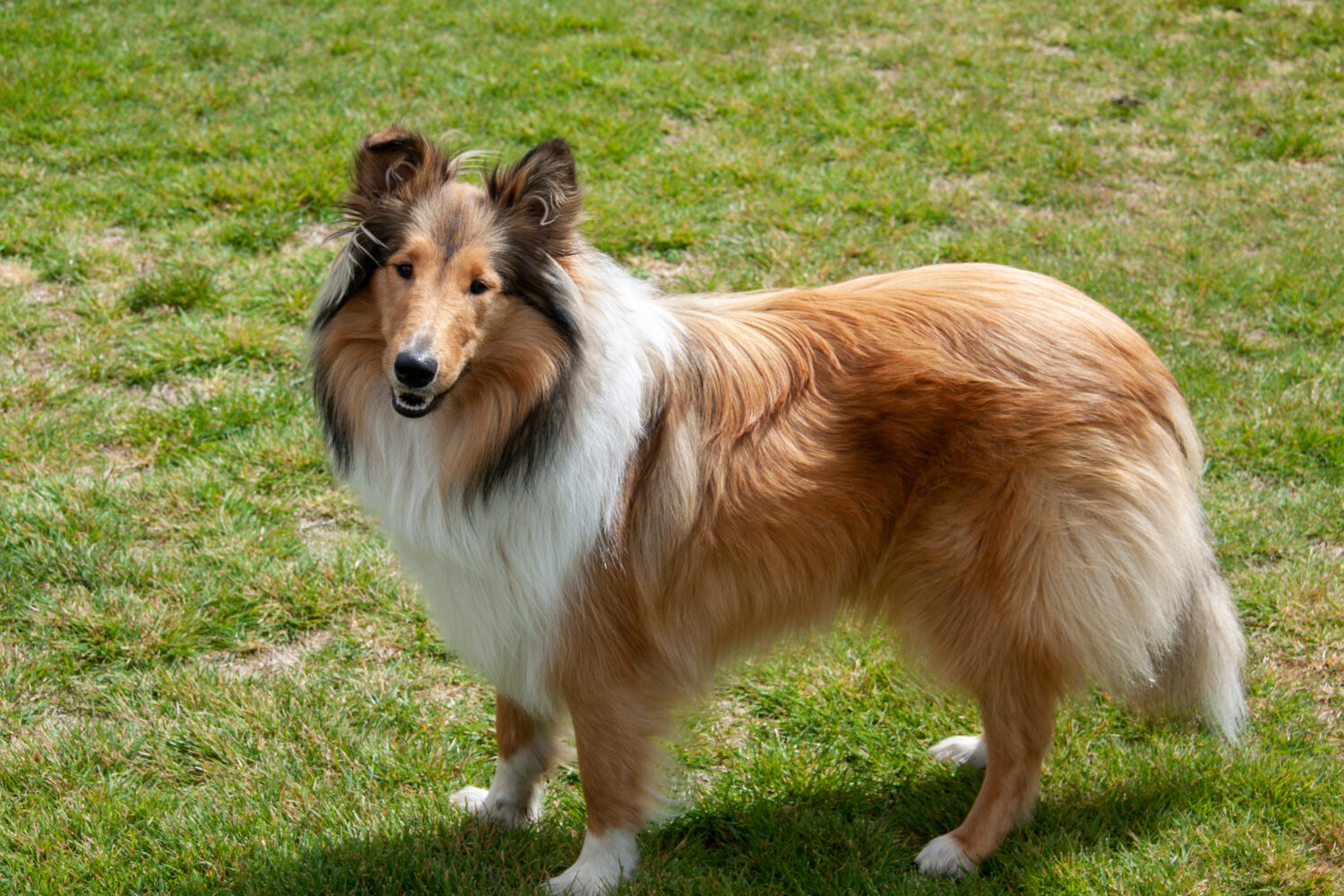 Shetland Sheepdog von der Seite