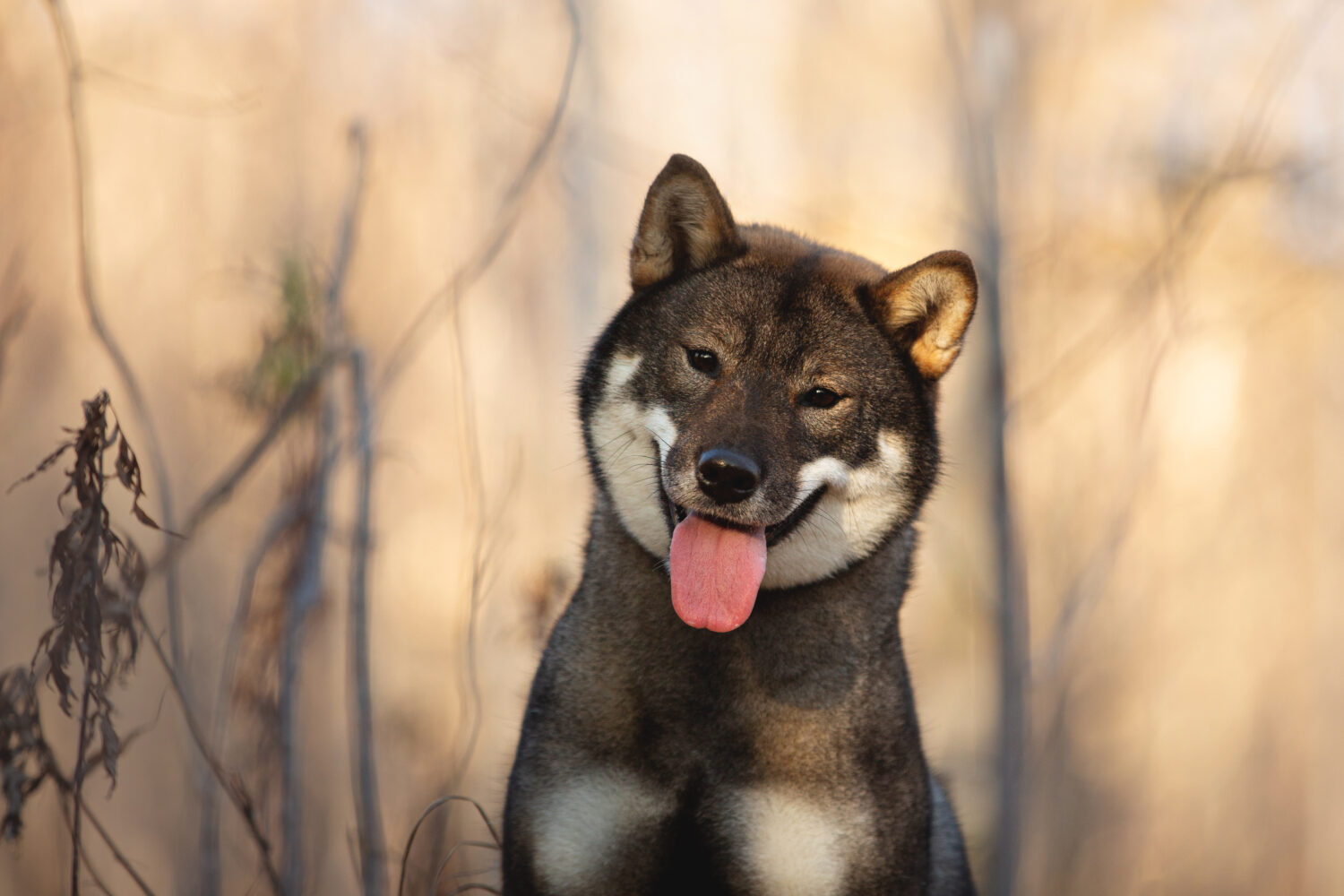 Shikoku Kopf