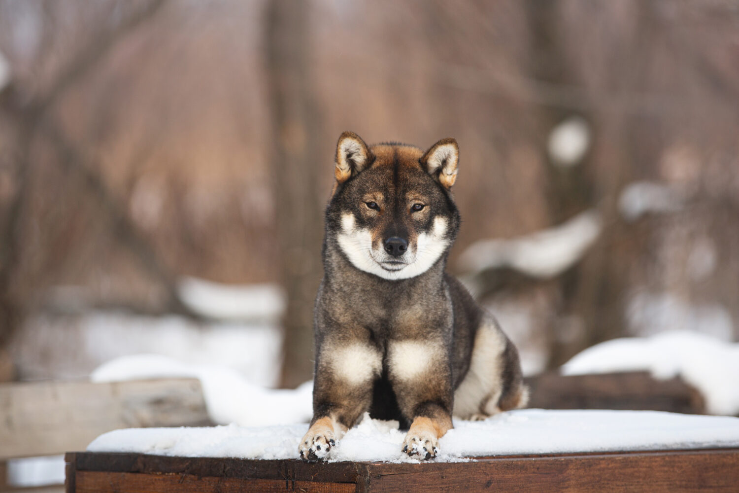 Shikoku im Schnee