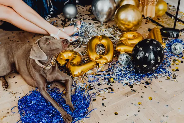 Hund liegt auf dem Boden, neben ihm liegt Silvesterdekoration