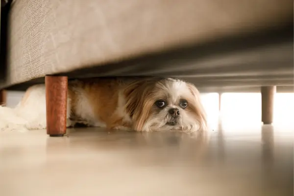 Hund versteckt sich vor Angst unter dem Sofa