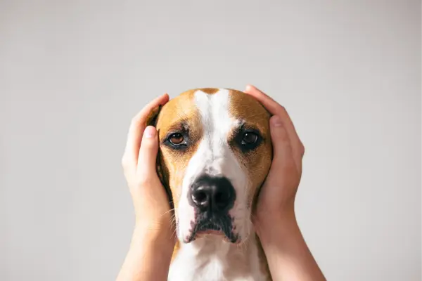 Einem Hund werden die Ohren zugehalten, weil es zu laut ist