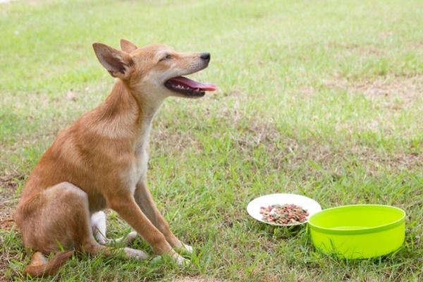 Sodbrennen: sitzender Hund- draußen