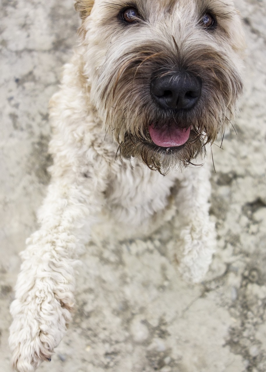 Irish Soft Coated Wheaten Terrier