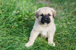 Spanische Mastiff Welpe