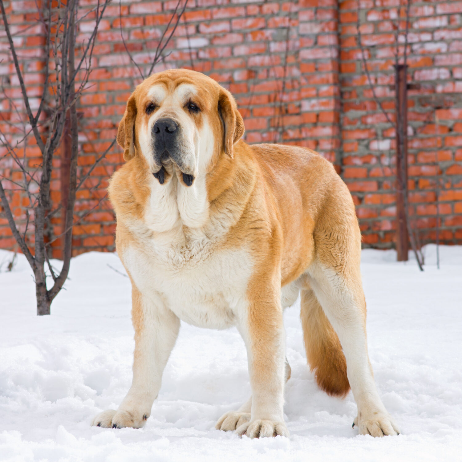 Spanischer Mastiff im Schnee