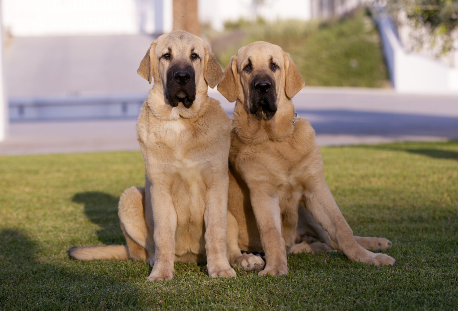 Spanischer Mastiff in der Natur