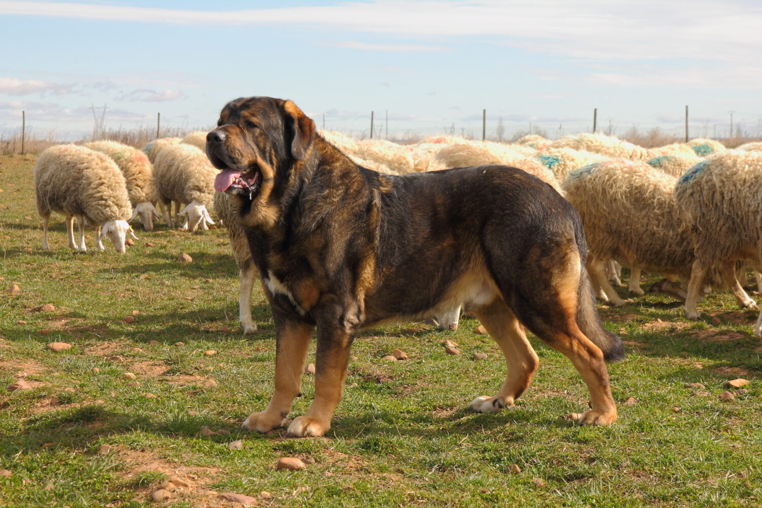 Spanischer Mastiff mit Herde