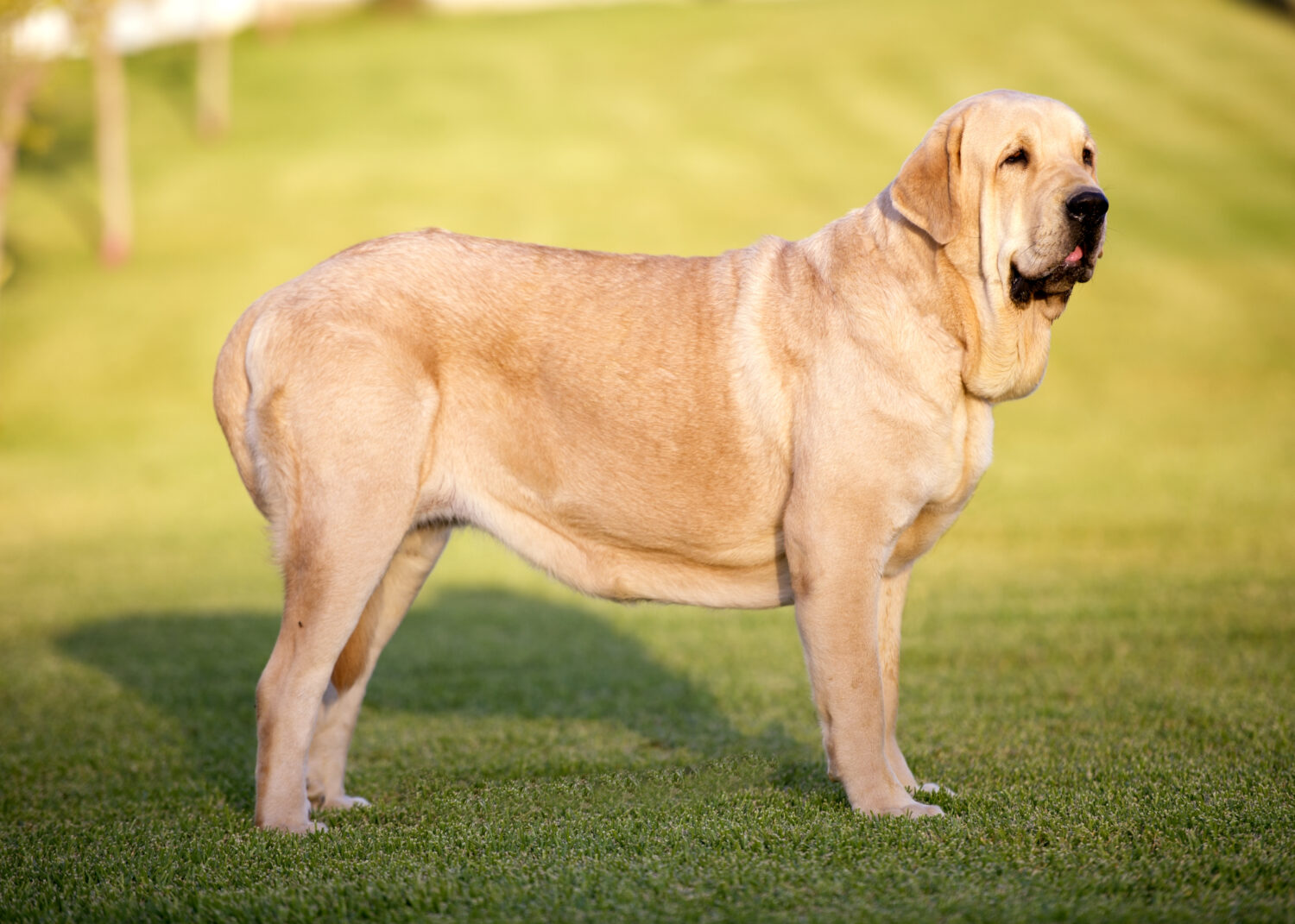 Spanischer Mastiff von der Seite