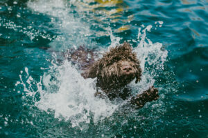 Spanischer Wasserhund schwimmt