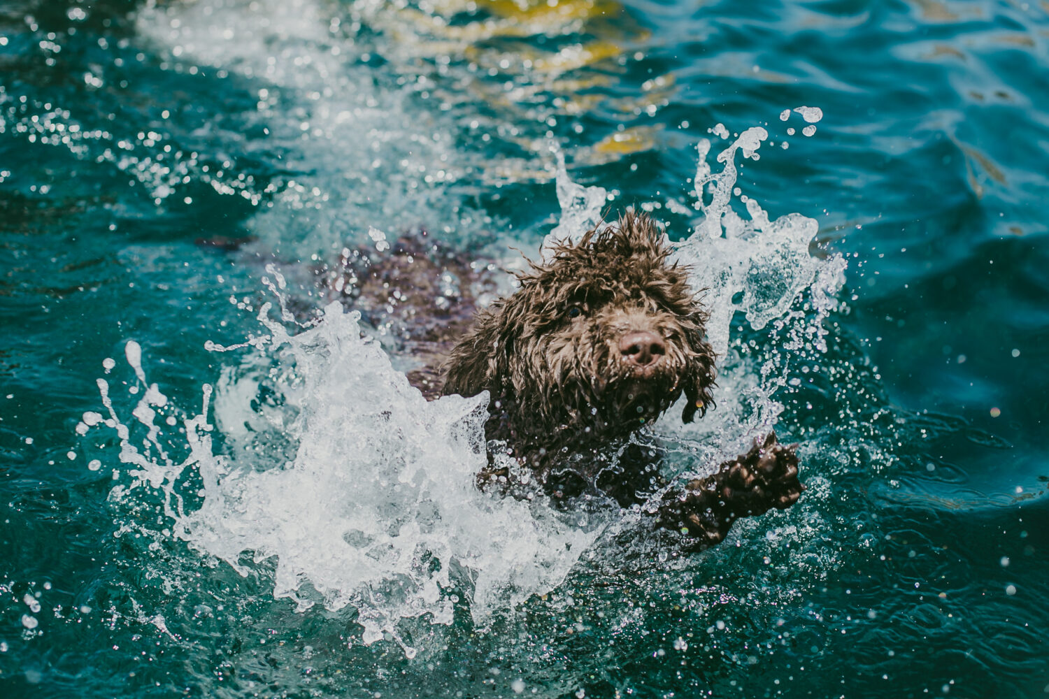 Spanischer Wasserhund schwimmt