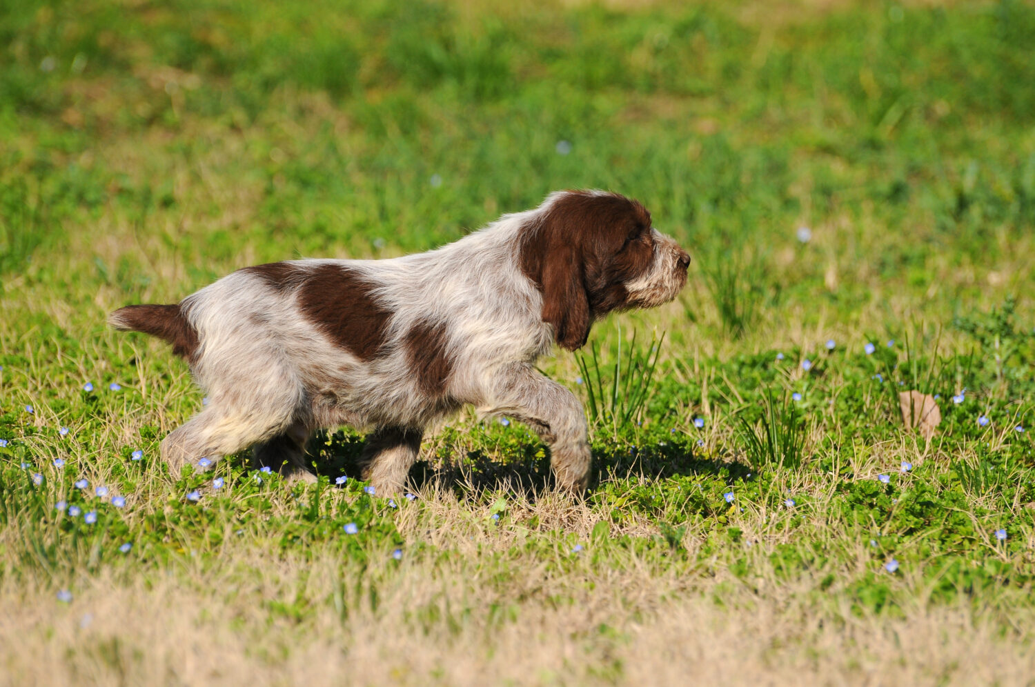 Spinone Welpen