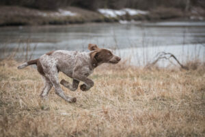 Spinone im Auslauf