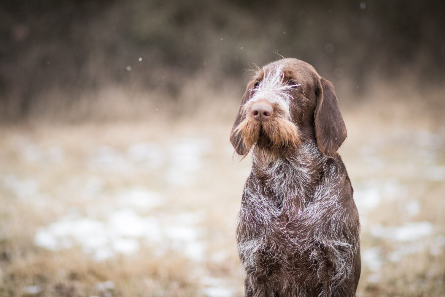 Spinone Italiano Steckbrief, Charakter, Wesen und Haltung