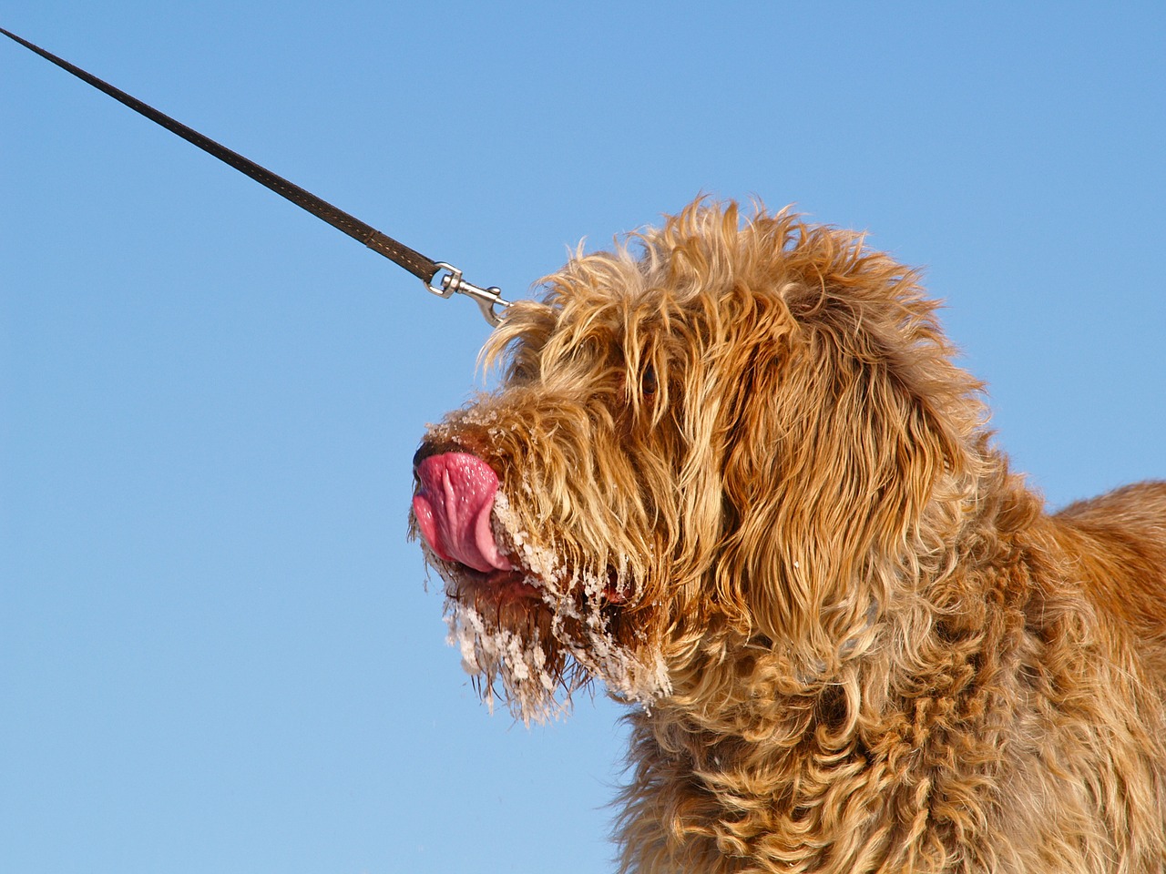 Spinone Italiano