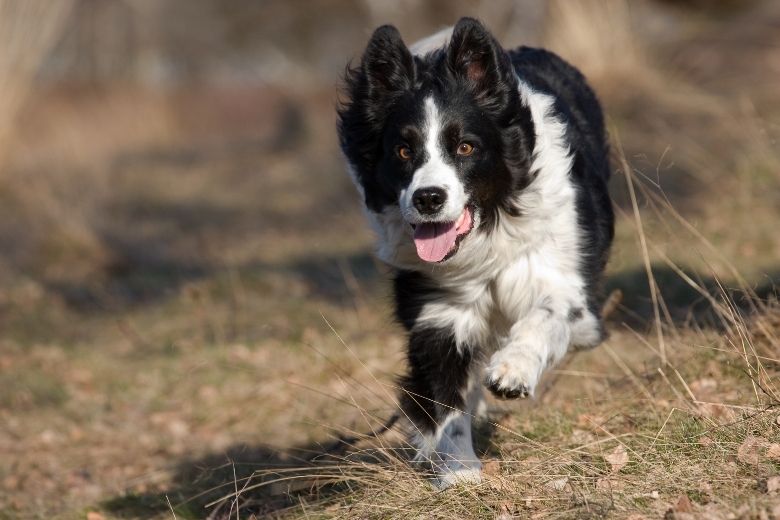 Kleine Hunderassen von A - Z | Rasseübersicht - edogs