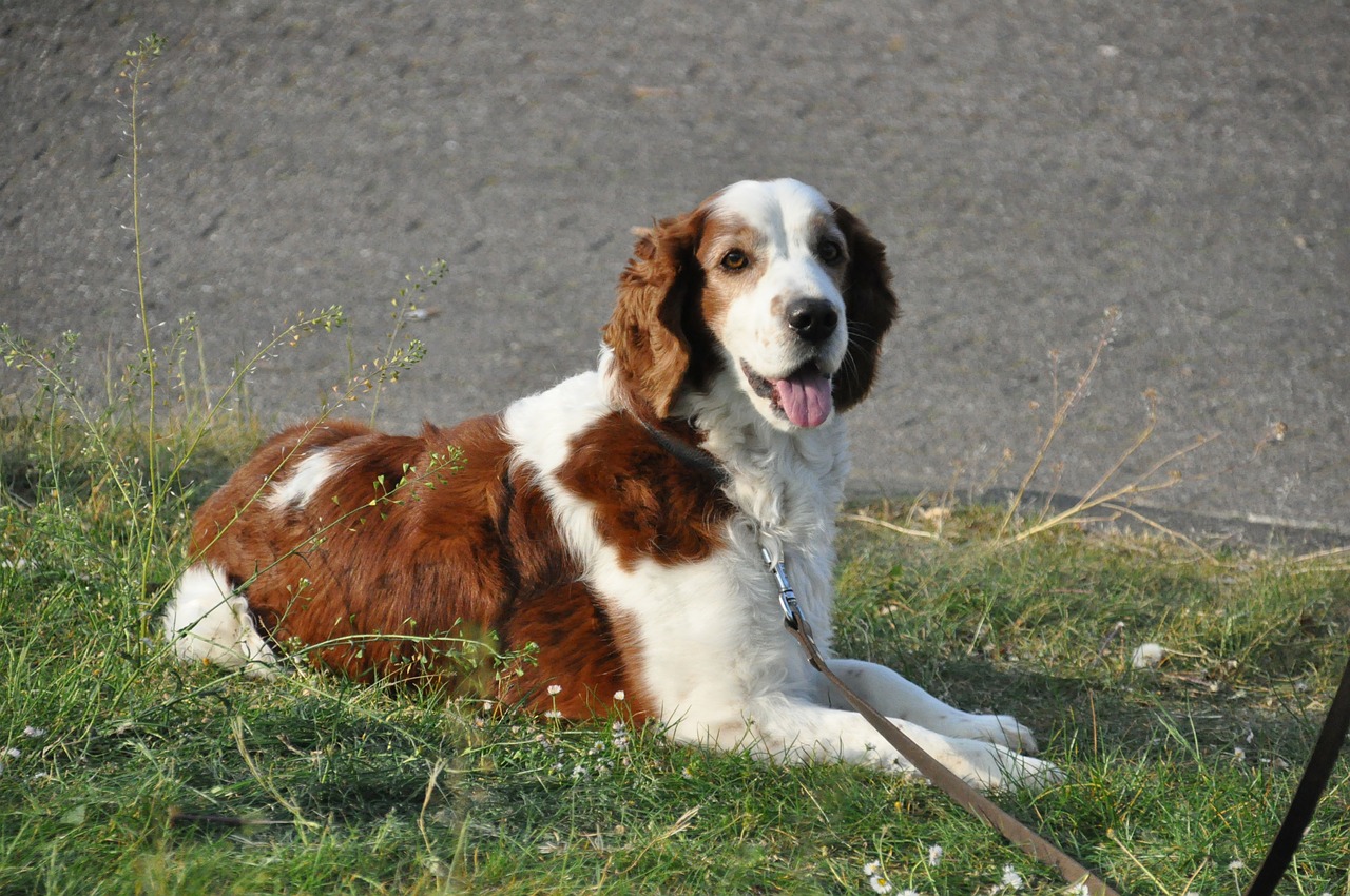 Welsh Springer Spaniel