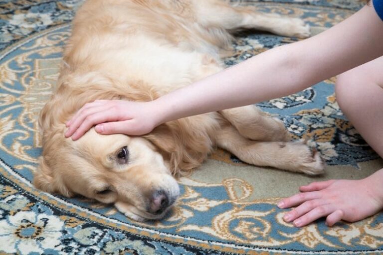 Staupe beim Hund – Warum die Krankheit tödlich enden kann