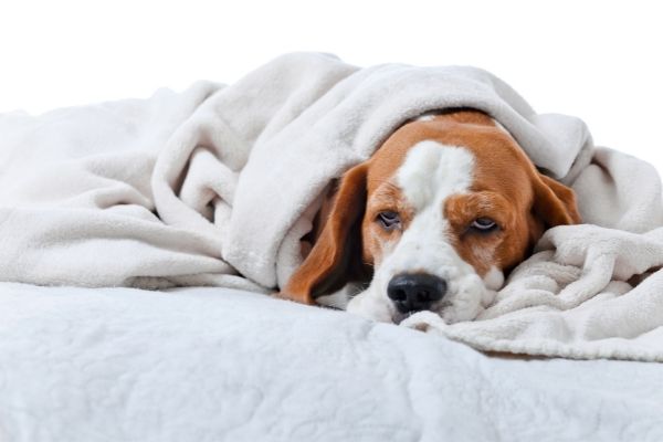 Staupe: liegender Hund in Decke gewickelt