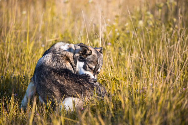 Stumpfes Fell Hund: Hund juckt sich
