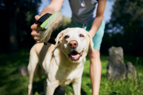 Stumpfes Fell beim Hund: Hund wird gebürstet