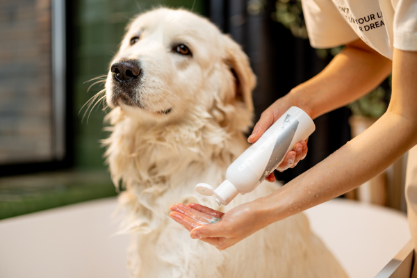 Stumpfes Fell Hund: Hund wird gebadet