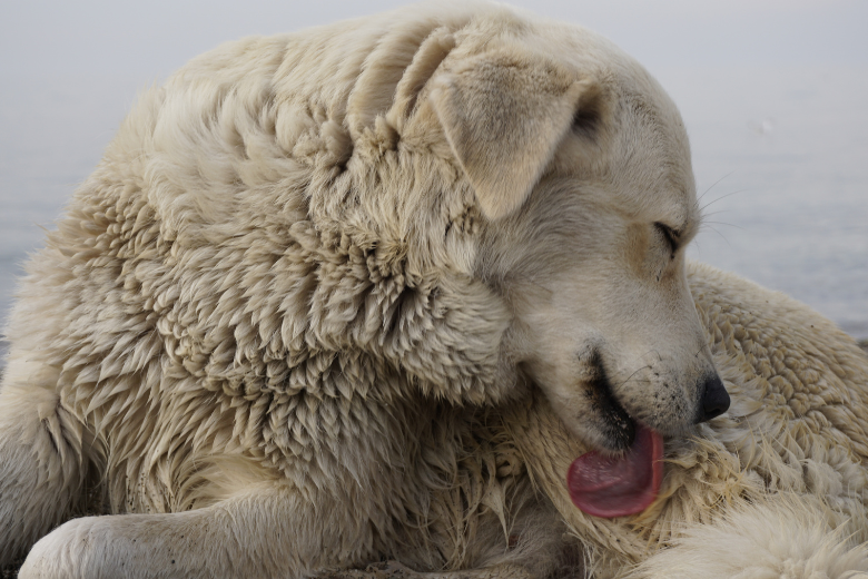 Stumpfes Fell beim Hund: Hund leckt Fell