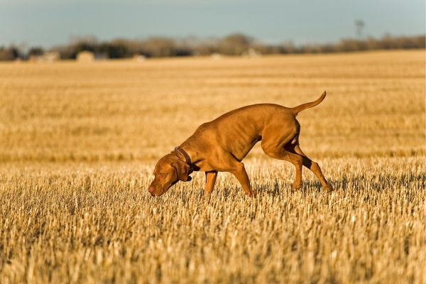 Suchspiele Hund - Hund schnüffelt auf Feld.