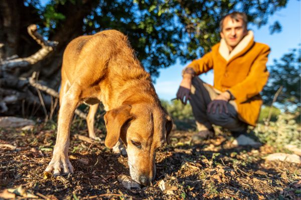 Suchspiele Hund - Hund schnüffelt draußen auf Boden vor Besitzer.