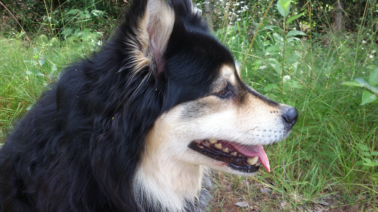 Finnischer Lapphund