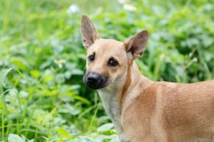 Taiwan Hund Welpe
