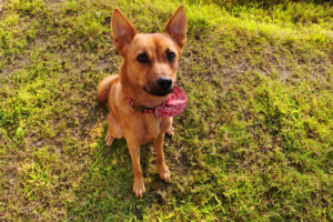 Taiwan Hund im Sitzen