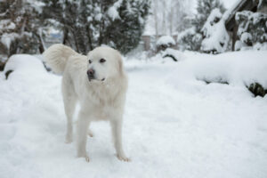 Tatra Schäferhund im Schnee