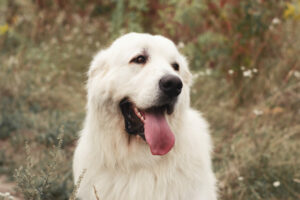 Tatra Schäferhund im Portrait