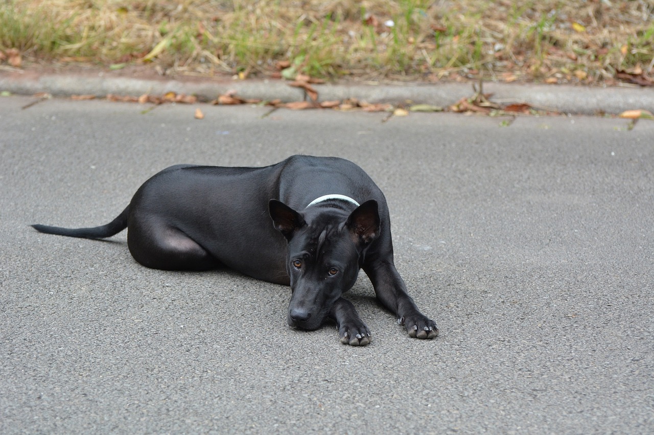 Thailand-Ridgeback