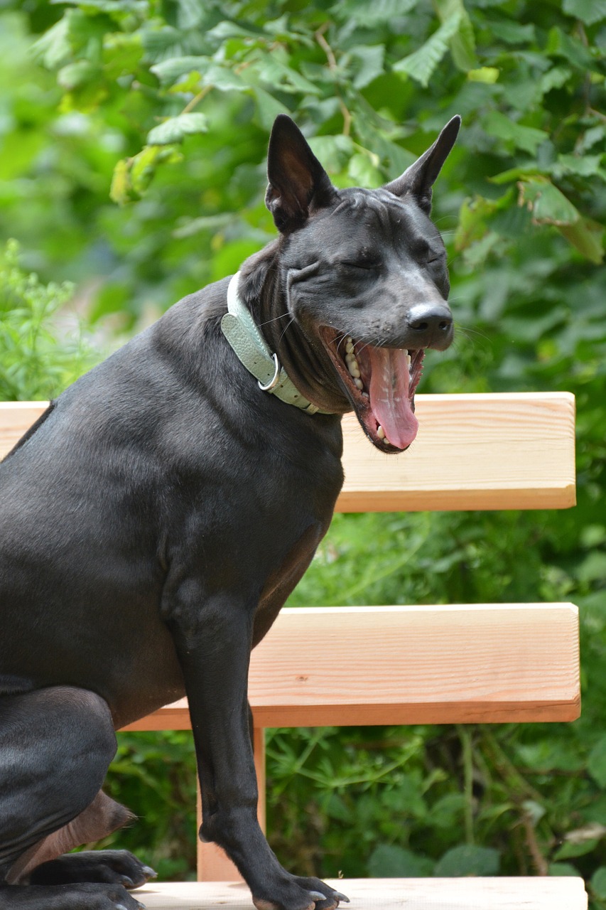 Thailand-Ridgeback