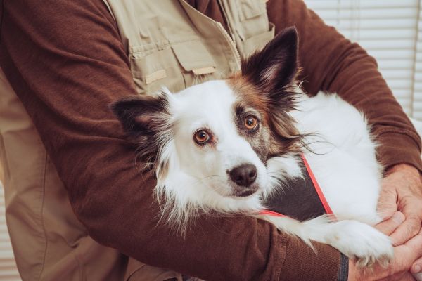 Therapiehund auf den Armen eines Menschen.