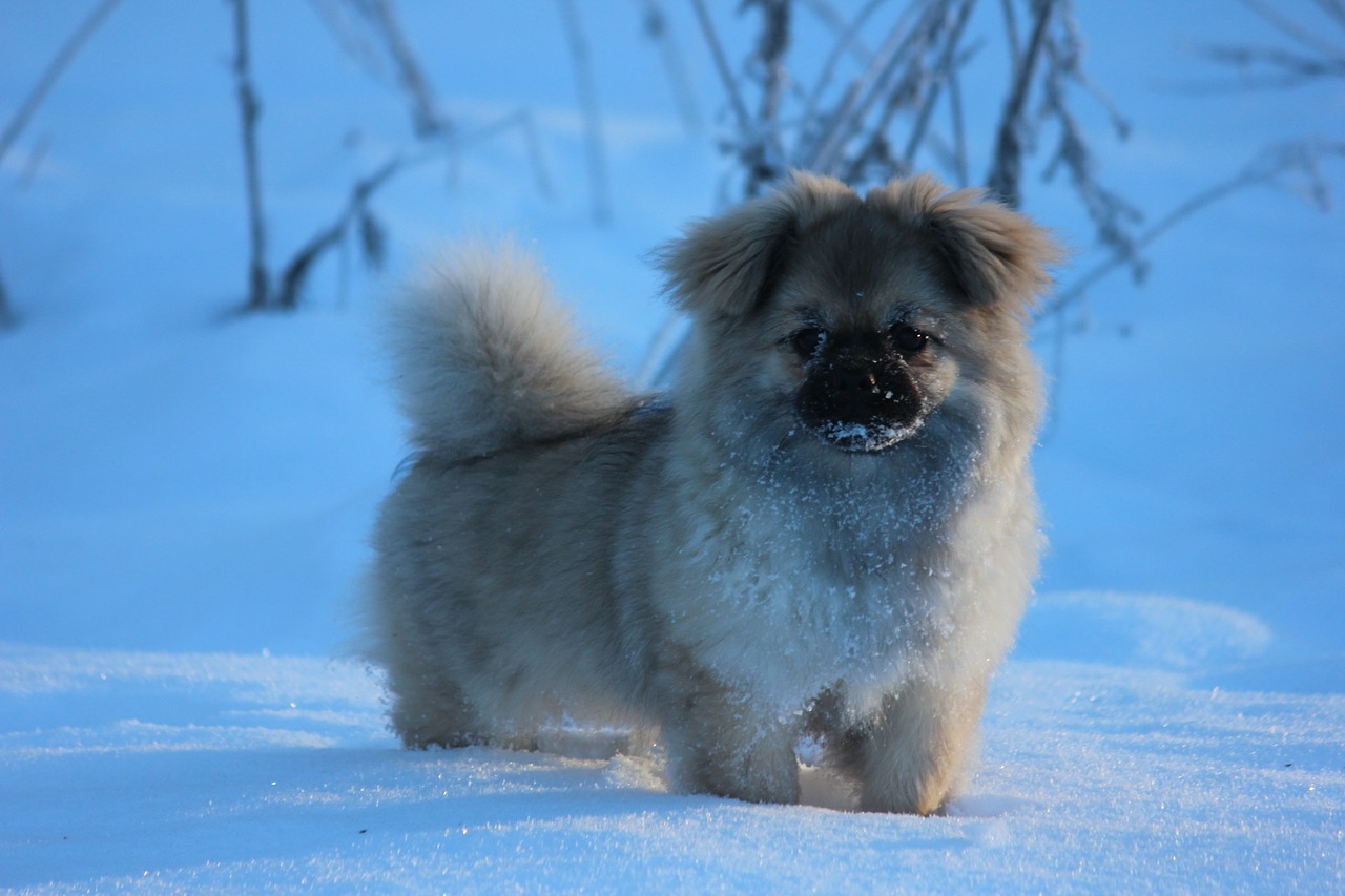 Tibet Spaniel Welpe