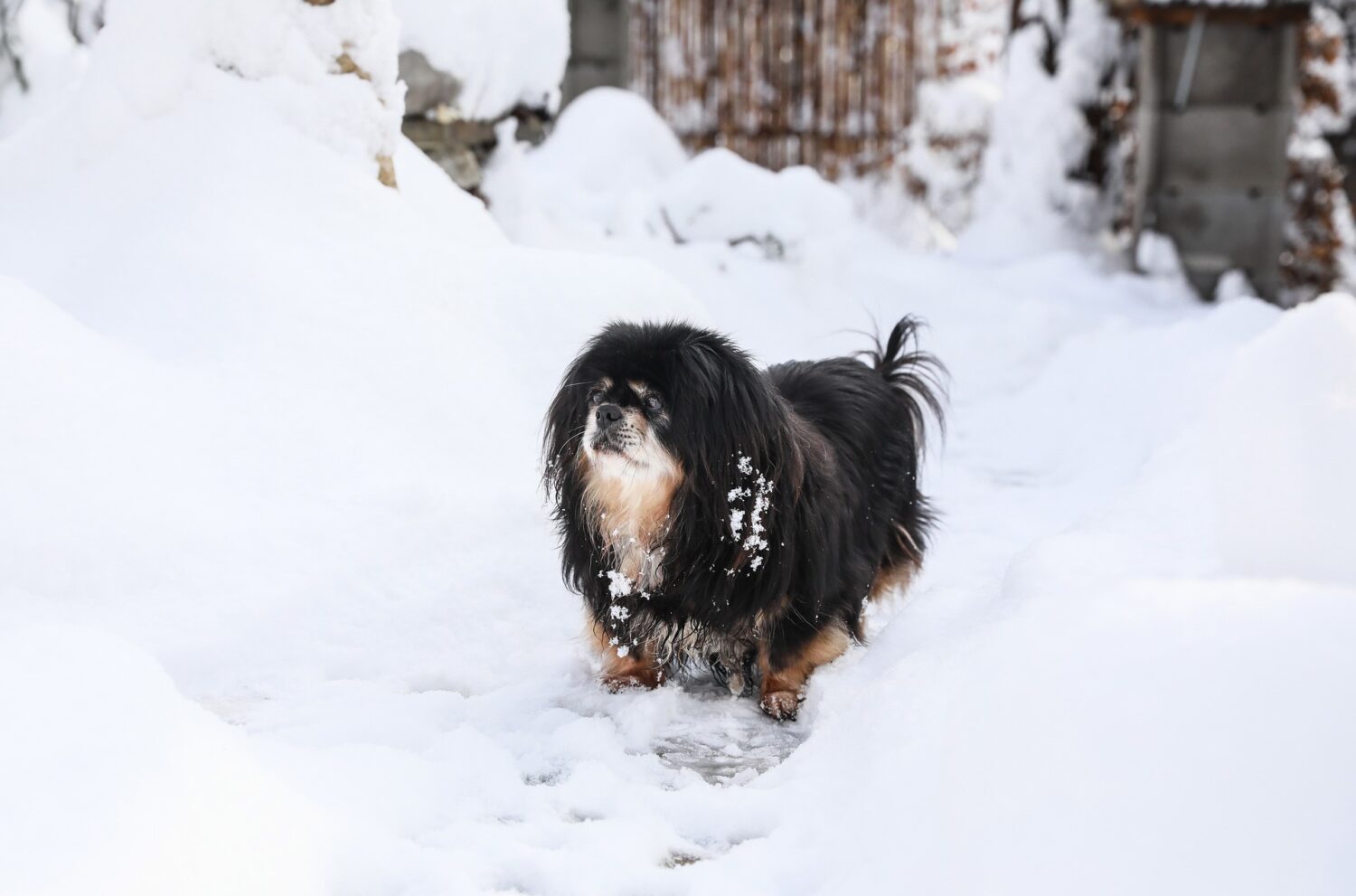 Tibet Spaniel im Schnee