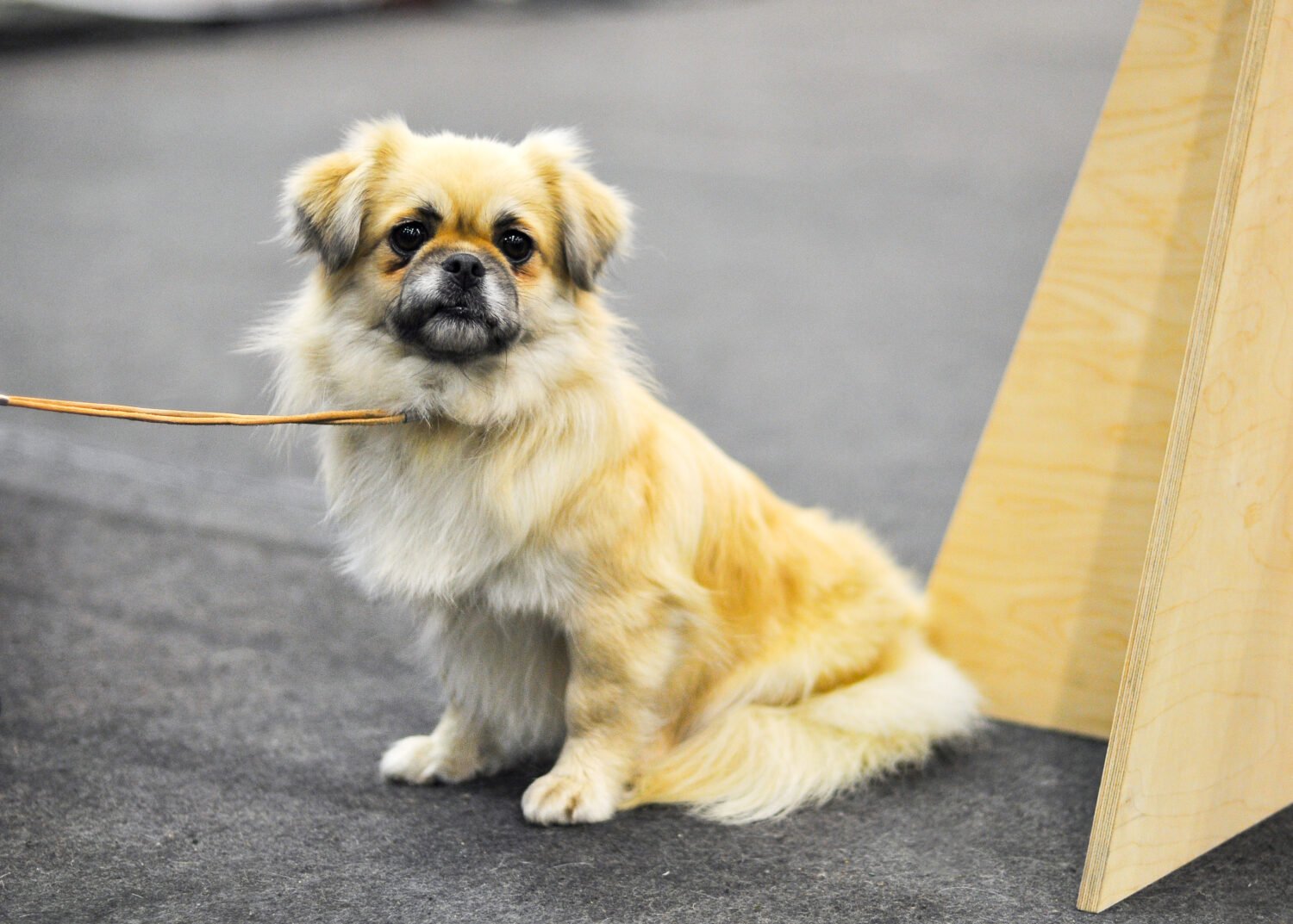 Tibet Spaniel im Sitzen