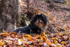 Tibet Spaniel in der Natur