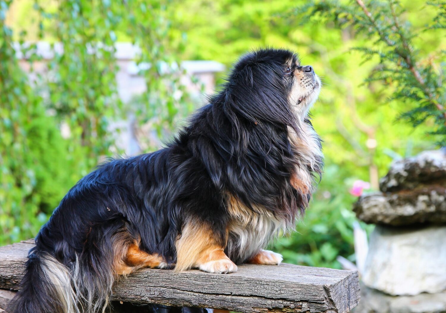 Tibet Spaniel von der Seite