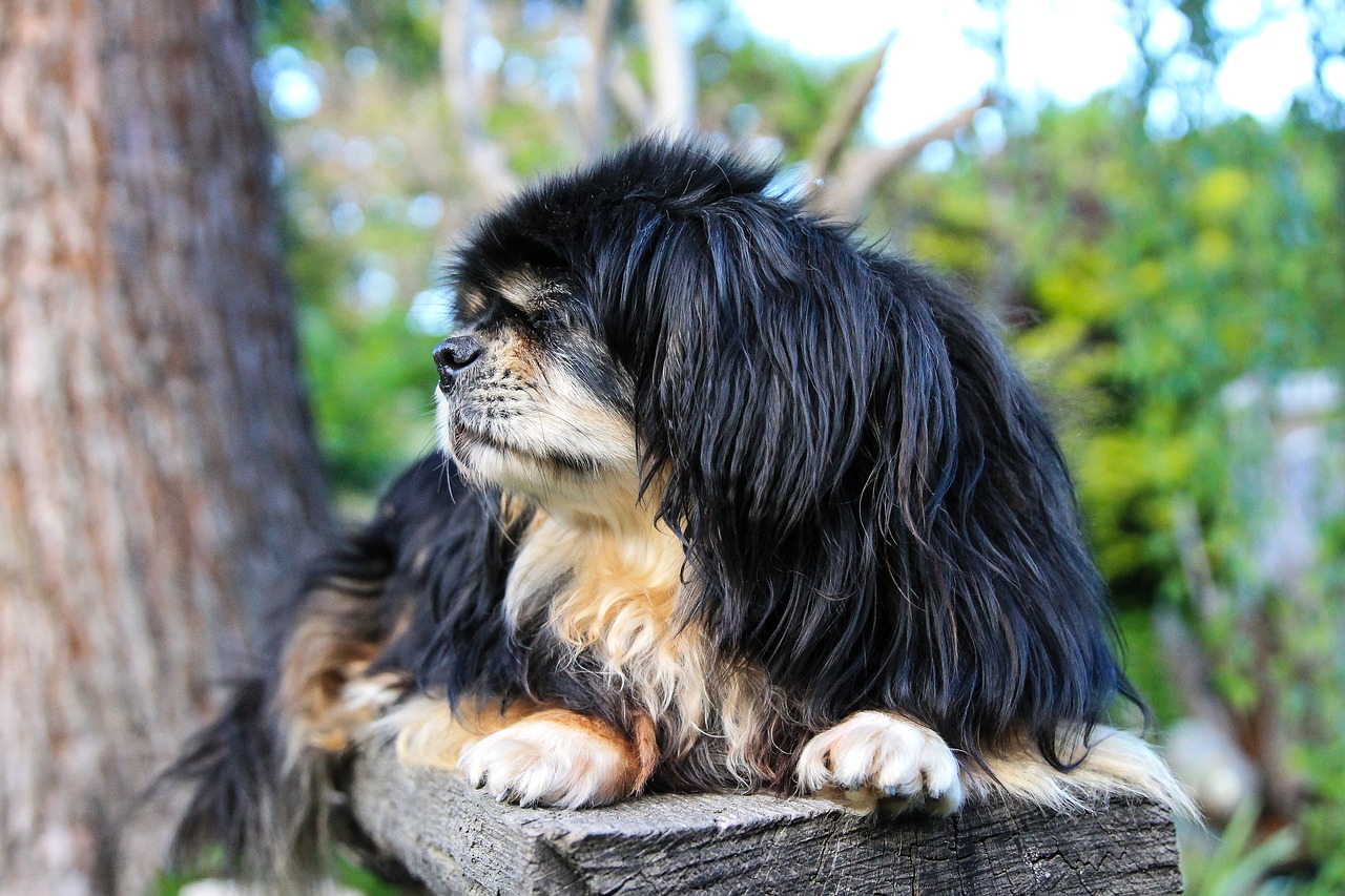 Tibet Spaniel