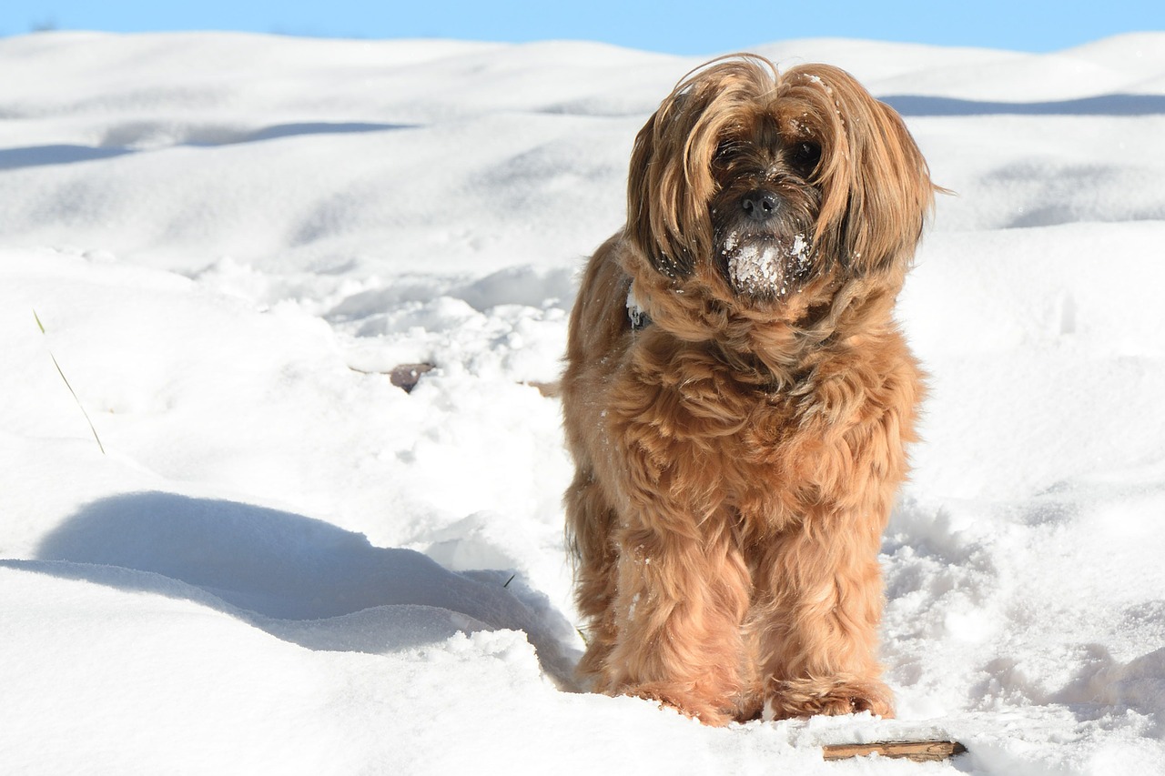 Tibet Terrier