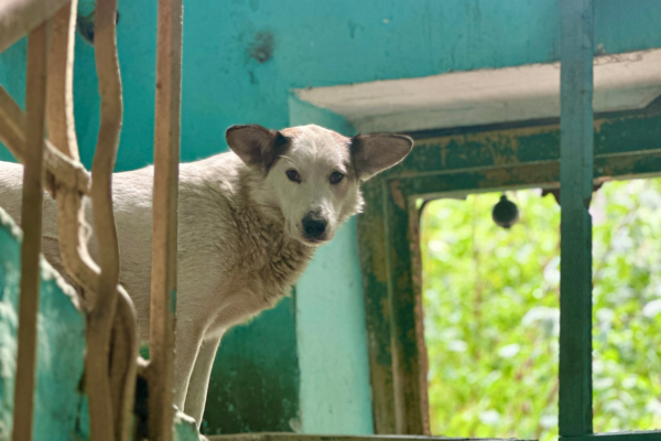 Tiernothilfe in der Ukraine (2)