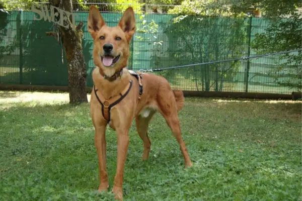 Tierschutzhunde-suchen-ein-Zuhause-060326 Red Teddy (1)