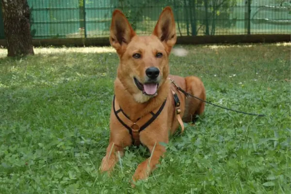 Tierschutzhunde-suchen-ein-Zuhause-060326 Red Teddy