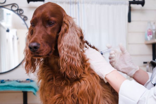 Tollwut beim Hund: Hund bekommt eine Impfung