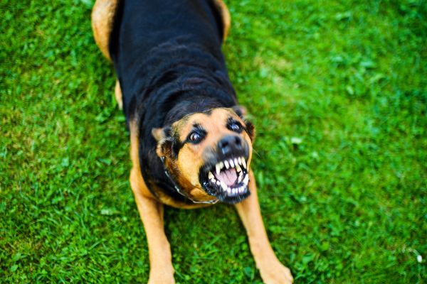 ollwut beim Hund: Zähnefletschender Hund
