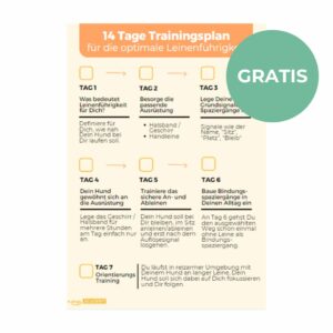 edogs Trainingsplan